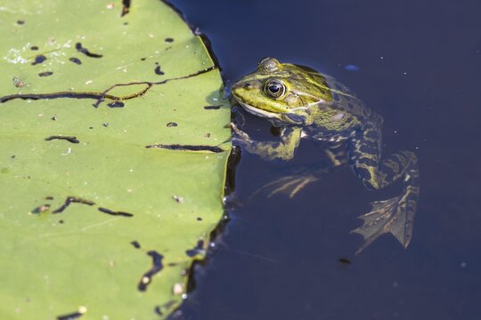 Edible Frog (Rana esculenta) on lily pad, Lower Saxony, Germany