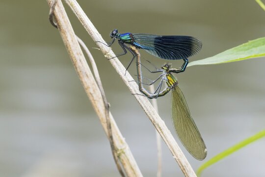 Banded demoiselles (calopteryx splendens), mating, mating wheel, Hesse, Germany