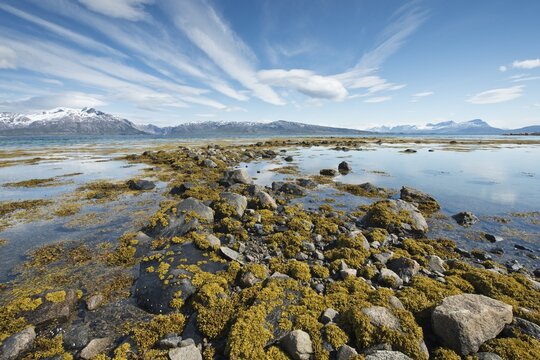 Algae-covered stones in the lake, Lodingen, Norway