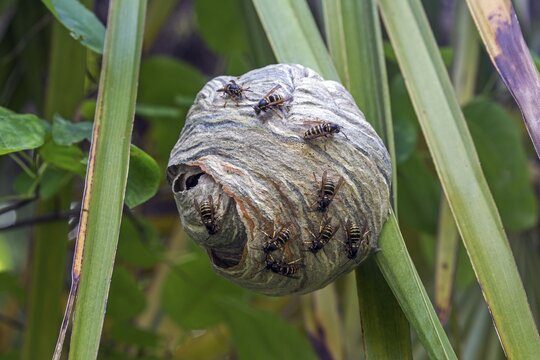 Wasps (Vespinae) sitting on wasp nest, Baden-W&uuml;rttemberg, Germany
