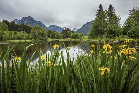Bog pond, in front yellow flag (Iris pseudacorus), Oberstdorf, Upper Allg&auml;u, Allg&auml;u Alps, Allg&auml;u, Bavaria, Germany