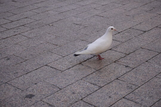 Pigeon in Plaza Santo Domingo in Murcia, Spain