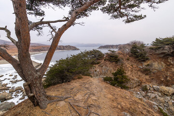 Fototapeta premium Coastal landscape featuring a large tree overlooking a rocky shoreline with a river and distant hills under a cloudy sky in a natural setting