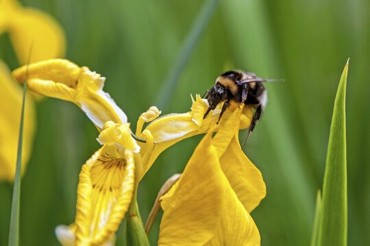 Bumblebees (Bombus) sitting on marsh iris, yellow iris (Iris pseudacorus), water iris, Oberstdorf, Oberallg&auml;u, Allg&auml;u, Bavaria, Germany