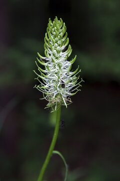 Yesterday's devil's claw, also spiked rampion (Phyteuma spicatum), inflorescence, Oberstdorf, Oberallg&auml;u, Allg&auml;u, Bavaria, Germany