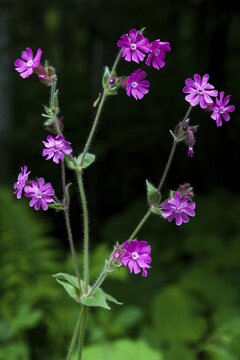Red campion (Silene dioica), Oberstdorf, Upper Allg&auml;u, Allg&auml;u, Bavaria, Germany