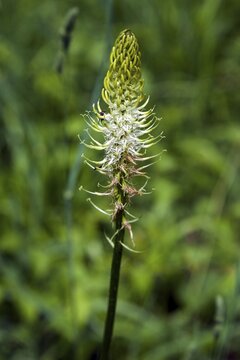 Spiked devil's claw (Phyteuma spicatum), also white devil's claw, inflorescence, Oberstdorf, Oberallg&auml;u, Allg&auml;u, Bavaria, Germany