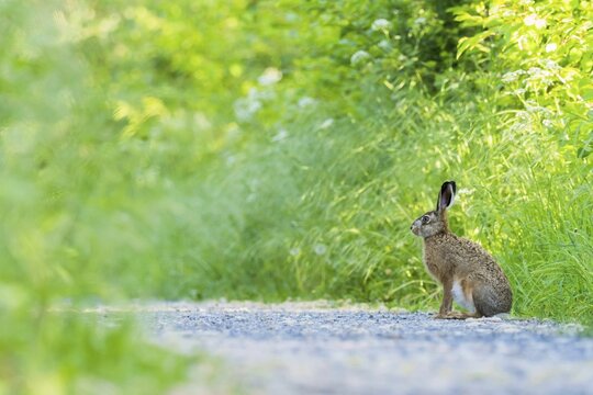 European hare (Lepus europaeus) on field path, Meerbruchwiesen, Steinhuder Meer, Lower Saxony