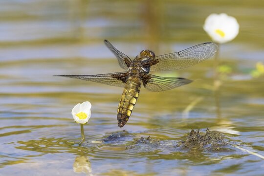 Greater blue arrow (Orthetrum cancellatum), female laying eggs, Hesse, Germany
