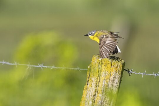 Meadow Wagtail (Motacilla flava), male on wooden stake, spreads plumage, Meerbruchwiesen, Steinhuder Meer, Lower Saxony