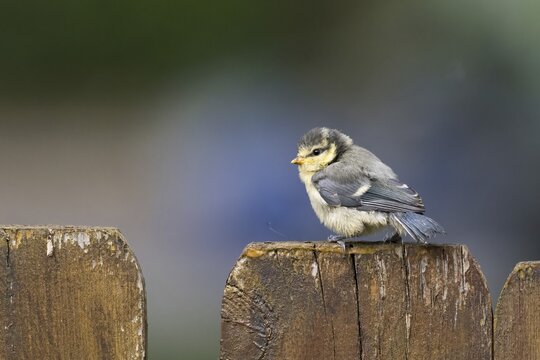 Blue Tit (Parus caeruleus), young bird, standing on fence post, Hesse, Germany