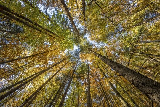 Frog perspective, mixed forest in autumn, near Scharnitz, Bavaria, Germany