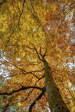 Yellow beech tree, mixed forest in autumn, near Scharnitz, Bavaria, Germany