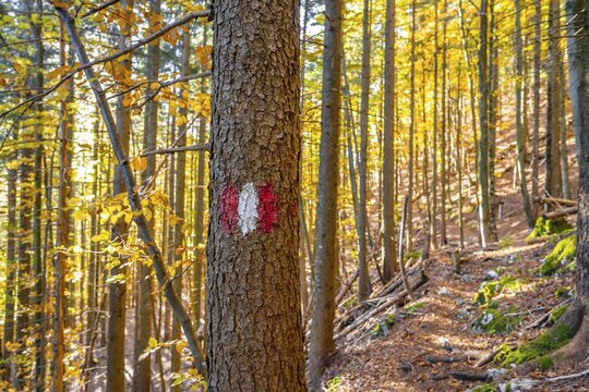 Hiking marker, hiking trail in the forest, near Scharnitz, Bavaria, Germany