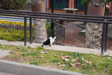 Black and white stray cat in a park © Sarah