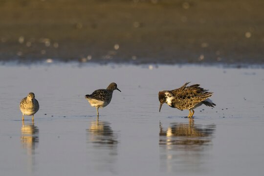 Ruff (Philomachus pugnax), courtship behaviour, Texel, North Holland, Netherlands