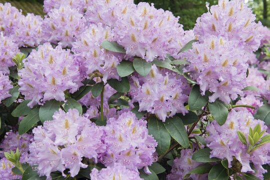 Rhododendron flowers (Rhododendron Carola), Rhododendron Park Bremen, Germany