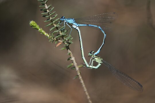 Horseshoe damselflies (Coenagrion puella), mating wheel, Emsland, Lower Saxony, Germany