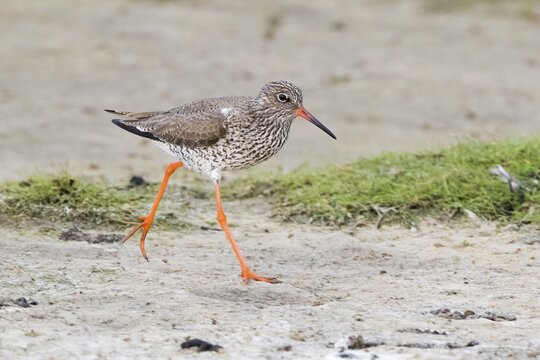 Redshank (Tringa totanus), pacing, Texel, West Frisian Islands, North Holland Province, Netherlands