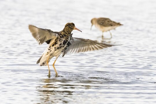 Ruff (Philomachus pugnax) with wings spread, Texel, North Holland, Netherlands