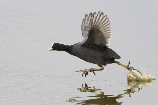 Common coot (Fulica atra) running over water surface, Texel, North Holland, Netherlands