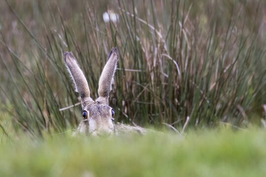 European hare (Lepus europaeus), animal portrait, Texel, Netherlands