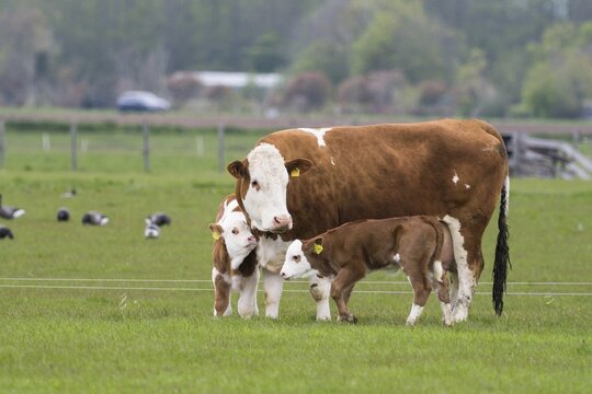 Cow with two calves in a meadow near Oudeschild, Texel, Holland, Netherlands