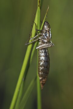 Dragonfly exuvium, Emsland, Lower Saxony, Germany