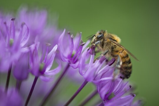 Honey bee (Apis mellifera) on ornamental leek (Allium aflatuense), Emsland, Lower Saxony, Germany