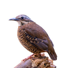 Fototapeta premium brown bird perching on broken timber expose over far green background, female eared pitta, Hydrornis phayrei