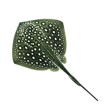 Spotted stingray isolated on transparent background