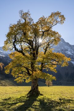 Sun star, Karwendel and Gro&szlig;er Ahornboden in autumn, yellow sycamore, Ri&szlig;tal in der Eng, Tyrol, Austria