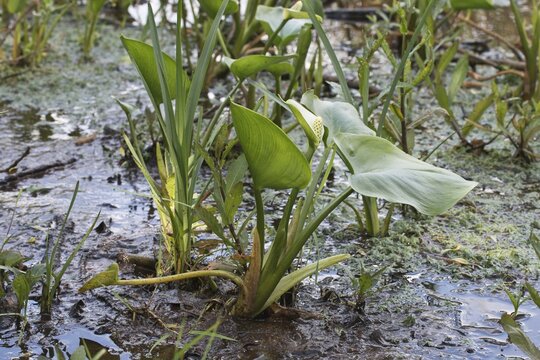 Bog arum (Calla palustris), Emsland, Lower Saxony, Germany