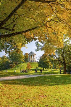 Autumn trees with yellow foliage, Monopteros, English Garden, Munich, Upper Bavaria, Bavaria, Germany