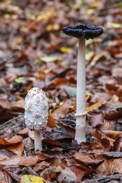 Shaggy ink cap (Coprinus comatus), two mushrooms between autumn leaves, W&uuml;rmtal near Gauting, Bavaria, Germany