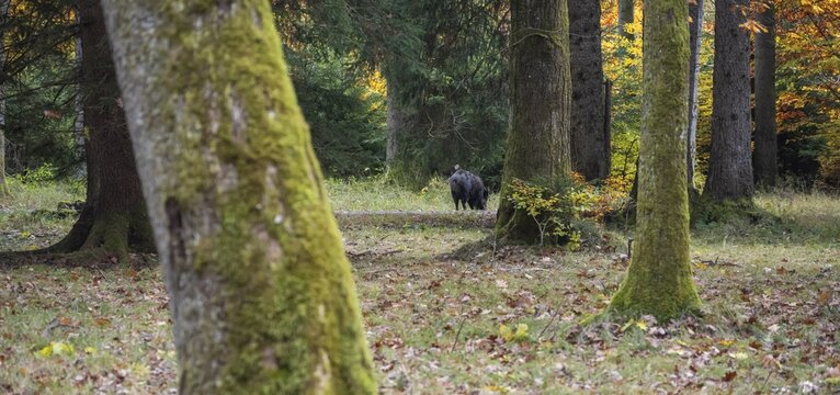 Wild boar (Sus scrofa), in the forest, Forstenrieder Park, Munich, Bavaria, Germany