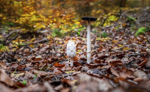 Shaggy ink cap (Coprinus comatus), two mushrooms between autumn leaves, W&uuml;rmtal near Gauting, Bavaria, Germany