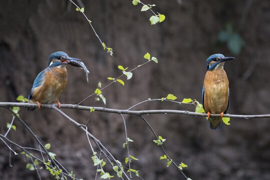Common kingfishers (Alcedo atthis), mating feeding, male in imponation posture after handing over the fish, Hesse, Germany