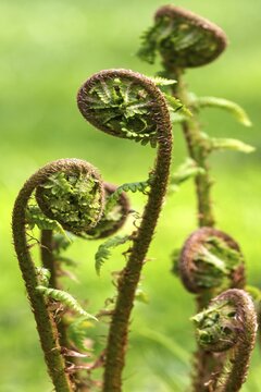 Fern, fern frond rolling out, detail, Baden-W&uuml;rttemberg, Germany