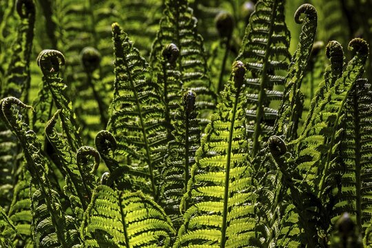 Fern, Wurmfarn (Dryopteris filix-mas), detail, Baden-W&uuml;rttemberg, Germany