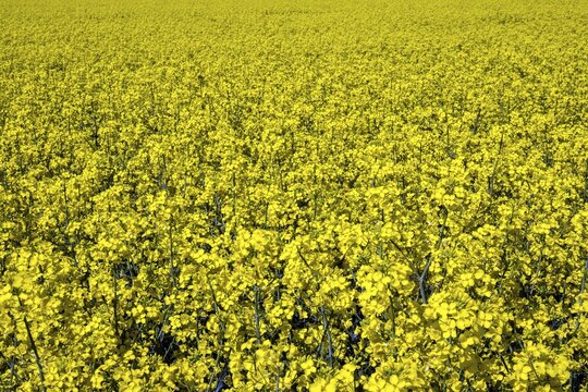 Rape (Brassica napus), flowering rape field, Baden-W&uuml;rttemberg, Germany