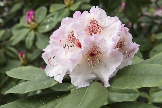 Rhododendron cultivar rhododendrons (Rhododendron), Emsland, Lower Saxony, Germany