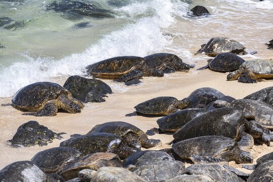 Green turtles (Chelonia mydas), on the beach, Hookipa Beach Park, Maui, Hawaii, USA