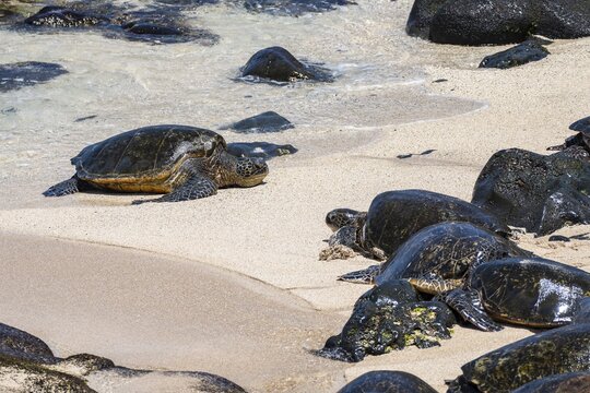 Green turtle (Chelonia mydas), on the beach, Hookipa Beach Park, Maui, Hawaii, USA