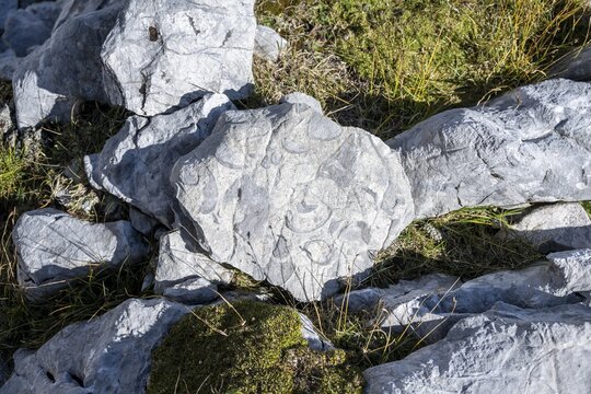 Fossilisation, cow's foot clams, Tyrol, Austria
