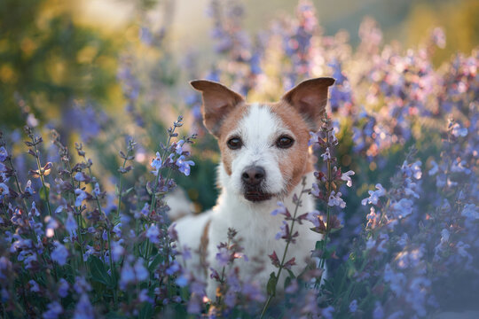 A small terrier peers through thick lavender plants. Only the head and ears are visible among the violet blooms.