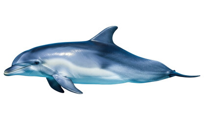 Fototapeta premium Isolated, blue dolphin swimming, side view, close-up, aquatic mammal, in ocean, no people