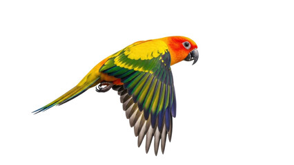 Fototapeta premium Isolated Sun conure parrot flying, vibrant colors on plumage, elegant tropical pet bird