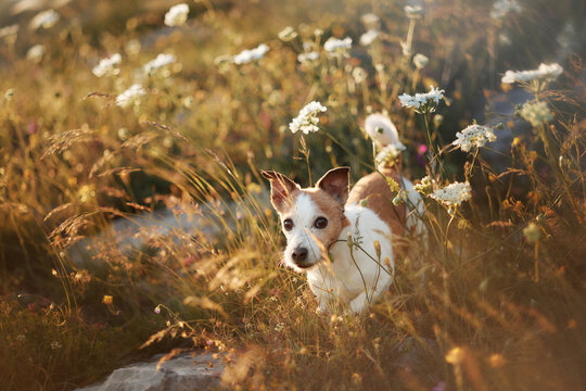 A small terrier makes its way through tall flowers lit by fading sun. The warm tones and soft focus evoke a peaceful end-of-day mood.