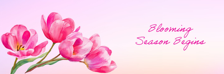 Fototapeta premium Pink tulips in watercolor style announcing the blooming season begins, creating a delicate spring floral greeting banner with soft pastel colors and copy space